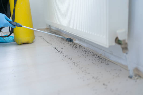 Best Local Pest Control Services  in Chigan Center, MI